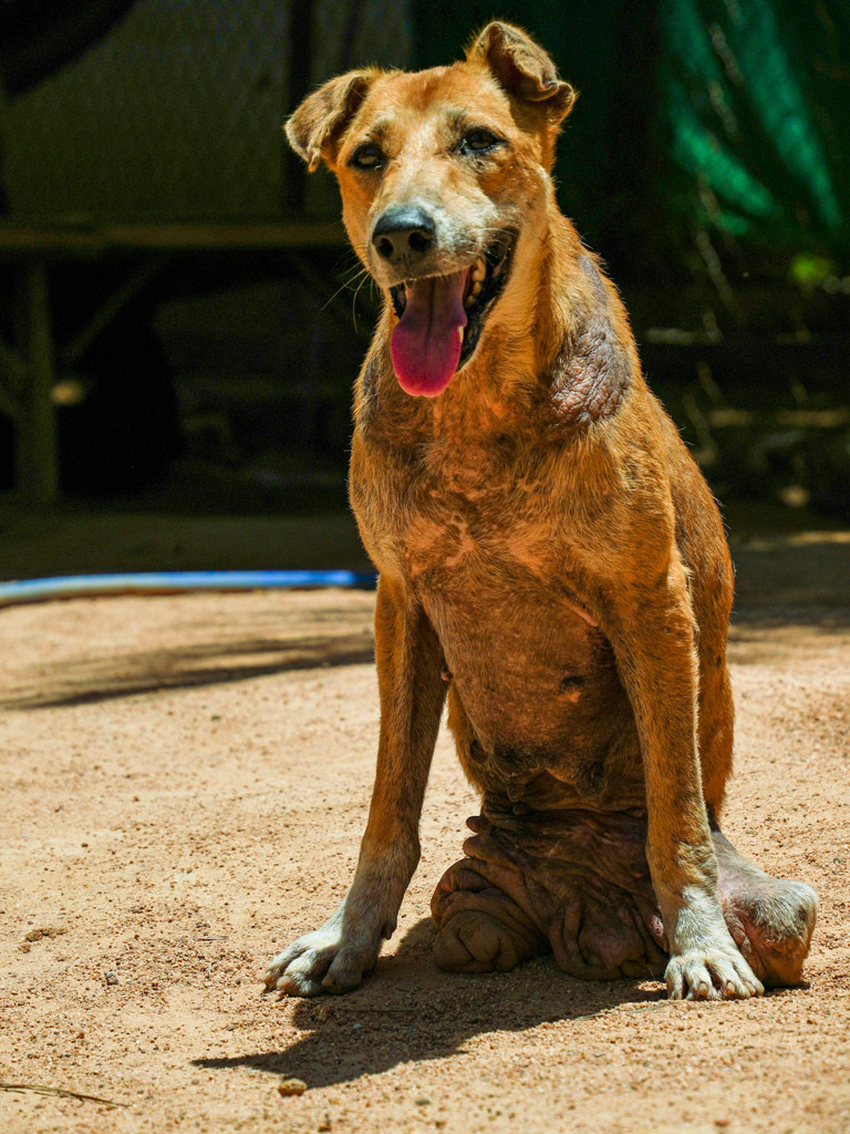 Soi Dog Foundation rescue and care imagery — supporting stray dogs and cats across Asia